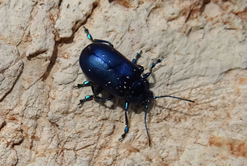 Oreina cacaliae tristis (cfr.), Chrysomelidae